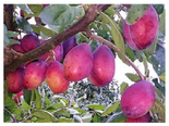 Ploomipuu Prunus 'Laine'