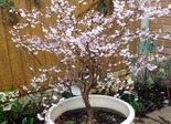 Hambuline kirsipuu Prunus incisa 'Kojo-No-Mai'