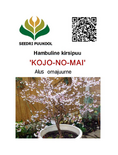 Hambuline kirsipuu Prunus incisa 'Kojo-No-Mai'