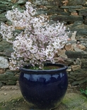 Hambuline kirsipuu Prunus incisa 'Kojo-No-Mai'