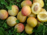 Ploomipuu Prunus 'Adelyn' ('Adele')