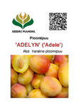 Ploomipuu Prunus 'Adelyn' ('Adele')