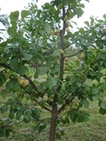 Ploomipuu Prunus 'Adelyn' ('Adele')