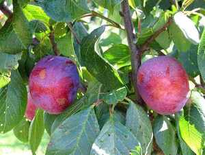Ploomipuu Prunus 'Jubileum'