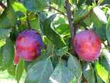 Ploomipuu Prunus 'Jubileum'