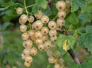 Valge sõstar Ribes 'Hele'