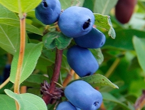 Sinikuslapuu Lonicera caerulea 'Indigo treat'