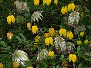 Tanguutia elulõng Clematis tangutica