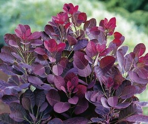 Harilik parukapuu Cotinus coggycria 'Royal purple'