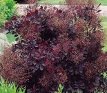 Harilik parukapuu Cotinus coggycria 'Royal purple'