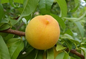 Virsikupuu Prunus 'Viktors'