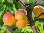 Aprikoosipuu Prunus 'Ritausma'