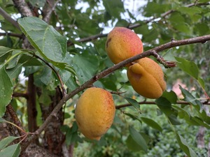 Aprikoosipuu Prunus 'Velta'