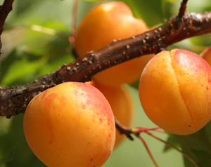 Aprikoosipuu Prunus 'Dzintars'