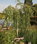 Himaalaja kask Betula utilis 'Long trunk'