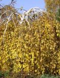 Himaalaja kask Betula utilis 'Long trunk'