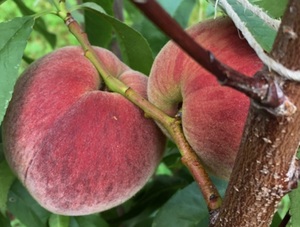 Virsikupuu Prunus 'Pamjat ševtšenko'