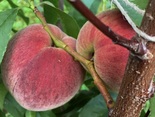 Virsikupuu Prunus 'Pamjat ševtšenko'