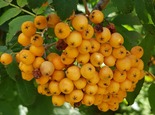 Pihlakas Sorbus x arnoldiana 'Golden Wonder'