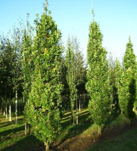 Harilik tamm Quercus robur 'Fastigiata'
