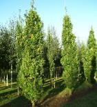 Harilik tamm Quercus robur 'Fastigiata'