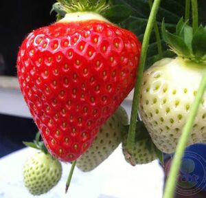 Aed-maasikas Fragaria x ananassa 'Flair'