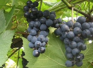 Viinapuu Vitis 'Toivo'