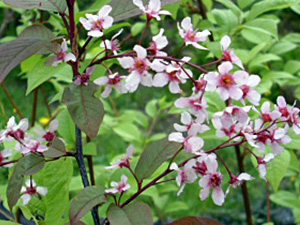 Harilik toomingas Prunus padus ,Colorata’