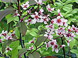 Harilik toomingas Prunus padus ,Colorata’