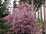 Harilik toomingas Prunus padus ,Colorata’