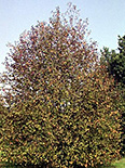 Harilik toomingas Prunus padus ,Colorata’