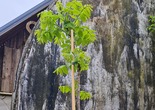 Must pähklipuu Juglans nigra