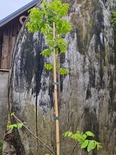 Must pähklipuu Juglans nigra