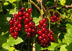 Punane sõstar Ribes 'Junifer'