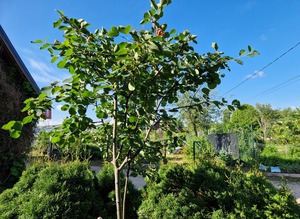 Lepalehine toompihlakas Amelanchier alnifolia 'Mandam' TÜVEL