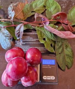 Haraline ploomipuu Prunus cerasifera 'Trailblazer'