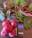 Haraline ploomipuu Prunus cerasifera 'Trailblazer'