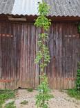 Sammaspirnipuu Pyrus communis 'Decora'