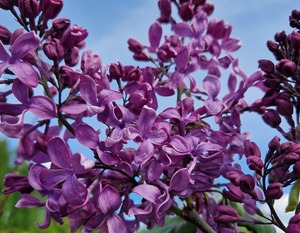 Hüatsintsirel Syringa x hyachintiflora 'Jaan'