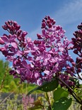 Hüatsintsirel Syringa x hyachintiflora 'Jaan'