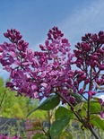 Hüatsintsirel Syringa x hyachintiflora 'Jaan'