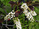 Virgiinia toomingas Prunus virginiana 'Schubert'