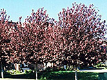 Virgiinia toomingas Prunus virginiana 'Schubert'