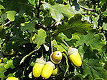 Harilik tamm Quercus robur