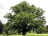 Harilik tamm Quercus robur