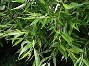 Raberemmelgas Salix fragilis ,Bullata’