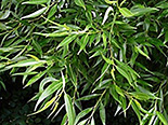 Raberemmelgas Salix fragilis ,Bullata’