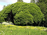 Raberemmelgas Salix fragilis ,Bullata’