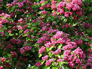 Tömbileheline viirpuu Crataegus laevigata ,Paul’s Scarlet’