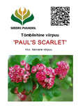 Tömbileheline viirpuu Crataegus laevigata ,Paul’s Scarlet’